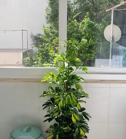 Canto Da Rocha אלמאדה